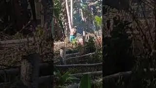 Cutting Falcata sa bukid with shoppe chainsaw