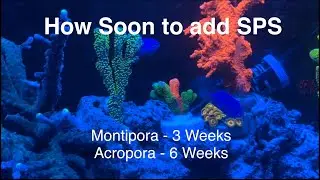 How Soon Can You Add SPS? Montipora 3 Weeks? Acropora 6 Weeks? First Coral Saltwater Reef Aquarium