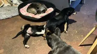 Le chiot Vitello et le gentil Archie, 7 novembre 2024.