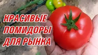 Прекрасные томаты для рынка и экспорта TM 11064 F1, TM 11058 F1, TM 11065 F1 (27-05-2018)