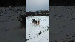 Storm and Alaska enjoying Saturday morning walk.