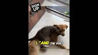 Dog and Cat Besties Caught Being Adorable! 🐶🐱❤️ #funnyanimals #animalshorts #shorts #shortvideo