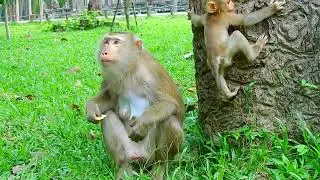 Nice Clip Video- Monkey Luna Looking Her Babies So Excited | @BuBuMonkeyTV