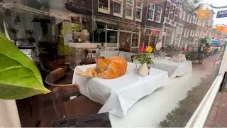 Cats of Amsterdam and autumn Part 1