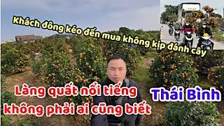 Dân buôn quất Tết kéo đến làng quất nổi tiếng Thái Bình đông như hội