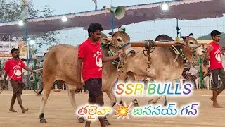 రెంటచింతల 6పళ్ళు 13వ SSR BULLS శావల గోపికృష్ణ గారు వేల్పూరు పల్నాడు జిల్లా..(తలైవా జననయ్ గన్)