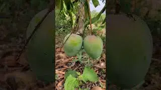 Alphonso Farming | Hapus Aam