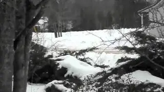 Cedar Waxwing Flock