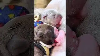 #baby #dog #cute #puppy #pets