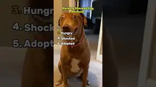 Shocked Dog Moments