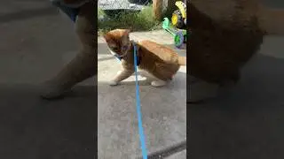 🐈 #fypシ