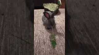 Bun bun eating last Carrot top
