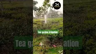 NAYE Bharat Ka KISAN | tea garden irrigation #agriculture #teaplant #farming #teafarm #forest