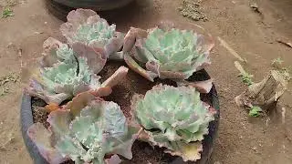 Mostrando um pouquinho das minhas plantas no jardim no sapequeiro da Nataly 🙏🏻🙏🏻🏡🌵☀️&hearts;️😘👏🏻👏🏻