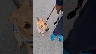 indie dog walking training #youtube #shortvideo #shorts #reels #video #dog #viralvideo #love #cute