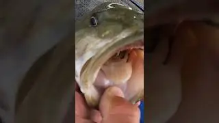 She was hooked good! Love my camo tunas - #smallmouth #fishing #youtube #shorts #reels #bass
