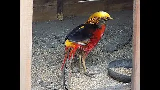 bażant złocisty-czy samce czy samiczki,Golden Pheasant,Chrysolophus pictus