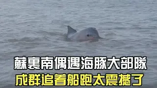 蘇裏南偶遇海豚大部隊，成群追著船跑太震撼了#阿牛愛捕魚 #趕海 #熱門 #蘇裏南