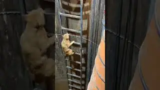 Eye of the tiger. Strong cat climbing the ladder! #shorts