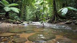 Flowing River in the Jungle | Calm Nature Sounds for Stress Relief