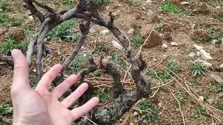 Recuperar vi&ntilde;as viejas