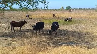 Situação crítica: barreiros estão secando aqui no Agreste de pe (EP.31)