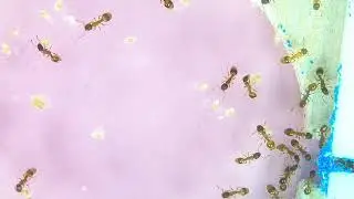 Temnothorax | Linksvayer Lab | ASU SIRG | 2025-12-29