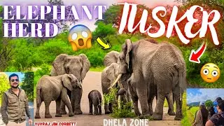 Entry लेते ही मिला Elephant Herd & Tusker Surprise! | Dhela Zone Moments 🤩 #yuvrajjimcorbett 