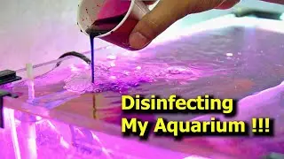 HOW to Disinfect Your fish tank |  Discus Breeding Pair