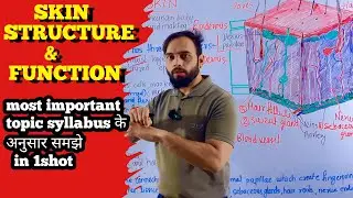Skin structure and function | skin structure and function in Hindi | structure and function of skin 