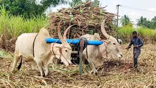 Bullock Cart Heavy mud riding in stuck // edlabandi videos