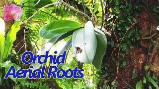 Orchid Aerial Roots?