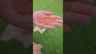 USE POTASH IN PLANTS LIKE THIS