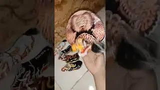 miniatur Barongan asli kediri maszeh🤣
