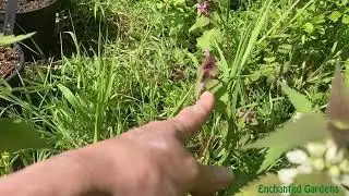 White and Red Dead-Nettle