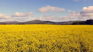 Vibrant Rapeseed Field in 4K | C&C Drone Services