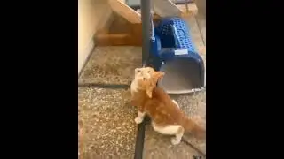 Kucing Kerasukan Macan #meme #kucing #shorts
