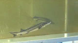 Wild breeding experiment of Yangtze sturgeon succeeds in China's Sichuan