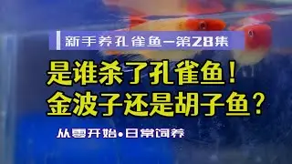 Кто убил гуппи! Золотая рыбка или бородатая рыбка? Гуппи-новичок-28