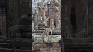 Mongkeys Family #bayon #angkorthom #cambodia #shortvideo