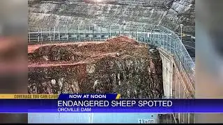 Endangered sheep spotted at Oroville Dam