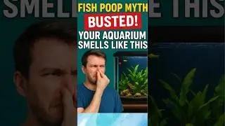 Why Your Aquarium Smells Bad