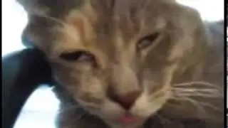 Thriller Cats