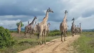 A group of giraffe's running in mikumi