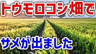 【B級サメ映画】シャーコーン！呪いのモロコシ鮫 (Sharks of the Corn)