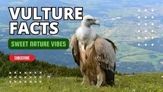 The Vital Role of Vultures: Protecting Ecosystems and Preventing Disease