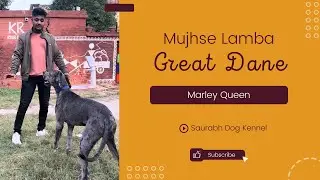Marley Queen Great Dane Puppies Available | Saurabh Dog Kennel | Contact - 9140752208, 7275863266
