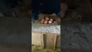 🐔 From Coop to Carton: Morning Egg Collection 🍳