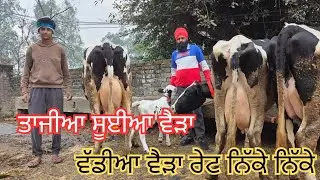 27 January 2026 ਫੋਨ 9056461379 ਤਾਜੀਆ ਸੂਈਆ ਵੈੜ ਵੀਰ ਕੋਲ ਰੇਟ ਬਹੁਤ ਘੱਟ 🥰🥰💫💫