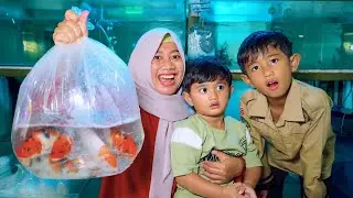 AZAM BORONG IKAN KOI 😱 BUAT ISI KOLAM BESAR